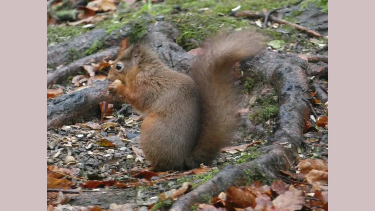Lowther red squirrel