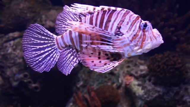 A Scorpion Fish In An Aquarium