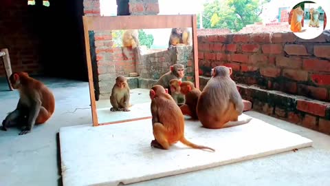 Mirror Vs Monkeys - OMG..Very Very Funny