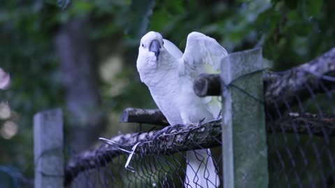 DANCING WHITE PARROT | CUTE WHITE PARROT | WHITE PARROT