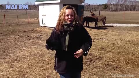 Cute Llama Alpaca can Attack Human - Hilairous ! Funniest Animals Videos
