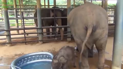 Most Funny and Cute Baby Elephant Videos Compilation