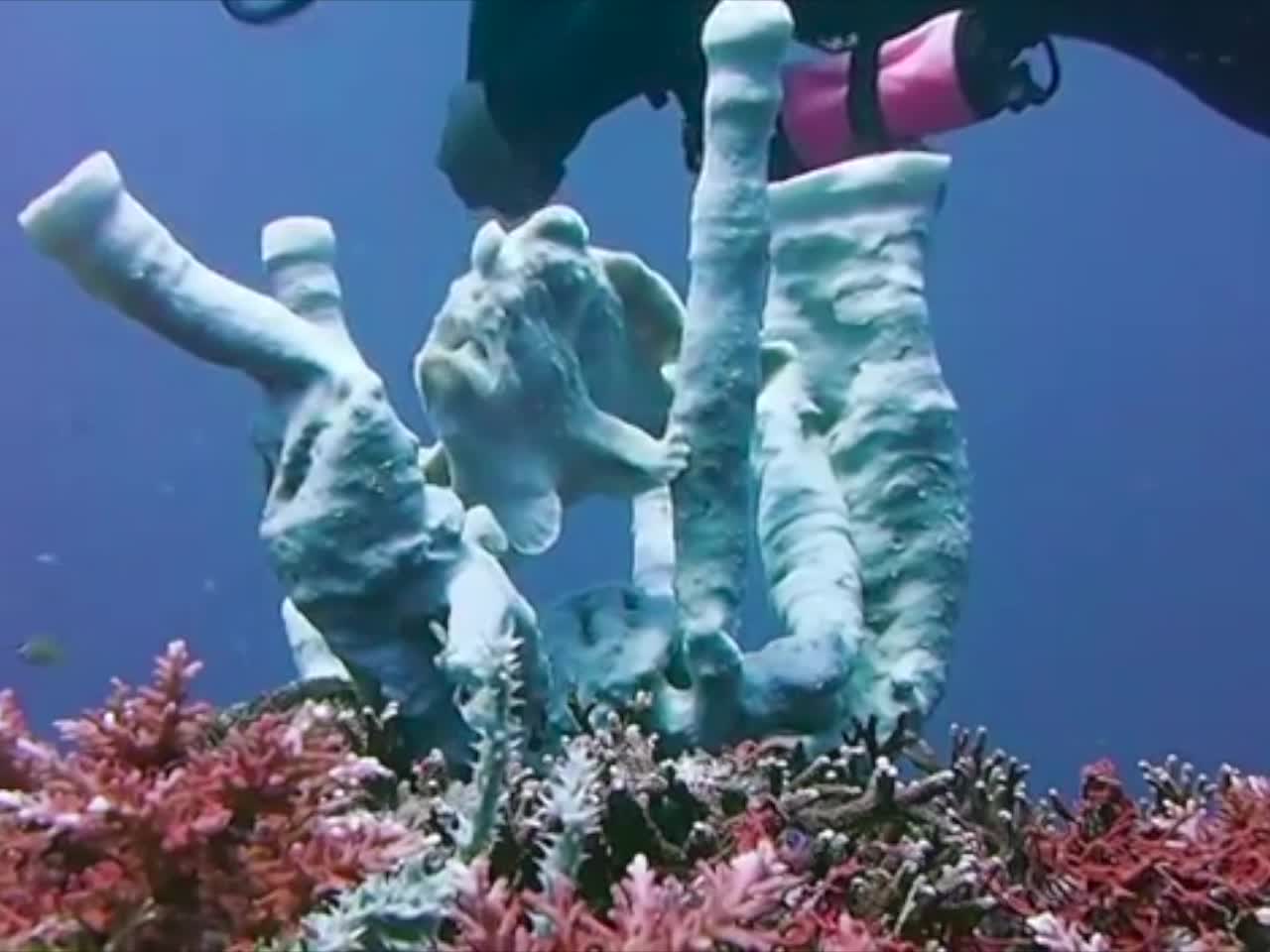 Frogfish Performs Underwater Show