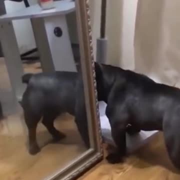 Kittens & Pups-Cutest 2021-Try not to Laugh 4