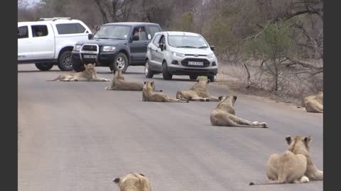 lion pride bloking road video