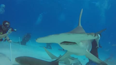 Bimini Bahamas Great Hammerhead