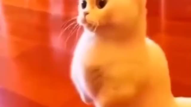 FUNNY CAT'S & ANIMALS VIDEOS 😂 || FUNNY CAT MEMES COMPILATION OF 2022