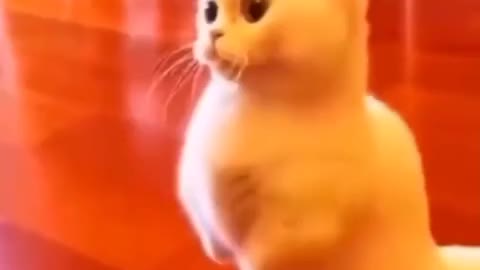 FUNNY CAT'S & ANIMALS VIDEOS 😂 || FUNNY CAT MEMES COMPILATION OF 2022