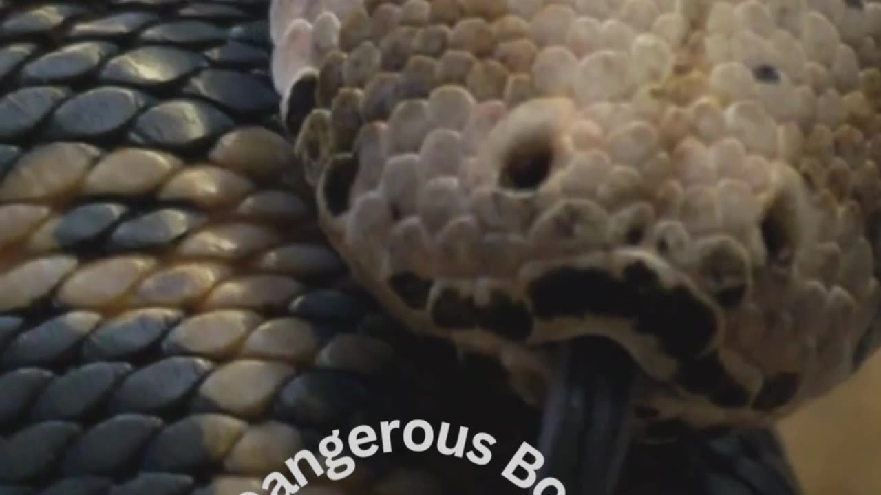 Dare to look into a snake's eyes?