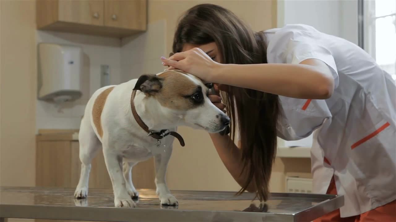 Female veterinarian using medical tool to check up the dog's ears