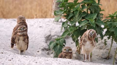 Curious Burrowing Owl Turns Upside Down