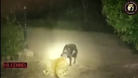 Dog Beat the Leopard _ Leopard Attack Wrong Dog