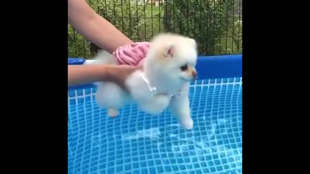 Best Animals 2 Minutes of Funny Cats and Dogs Videos 2022!