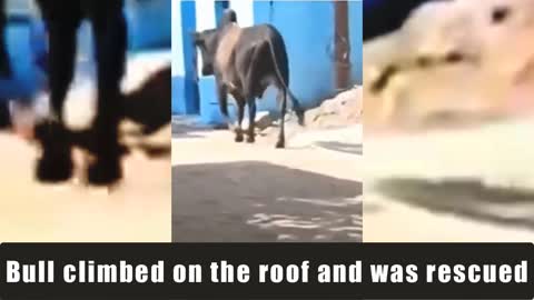 Bull climbed on the roof and was rescued.