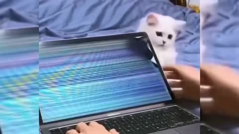 A cat that drives its owner crazy