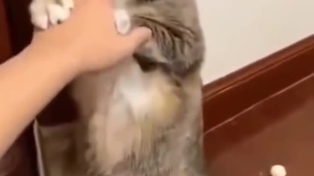 Cute cat