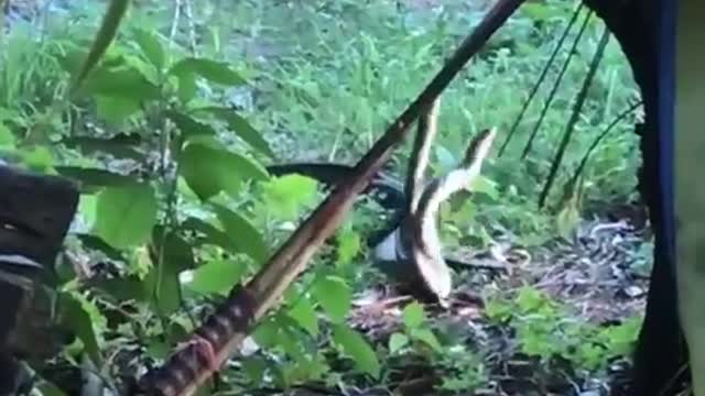 Huge Snakes Wrap Around Each Other