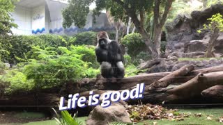 This gorilla loves life