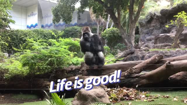 This gorilla loves life