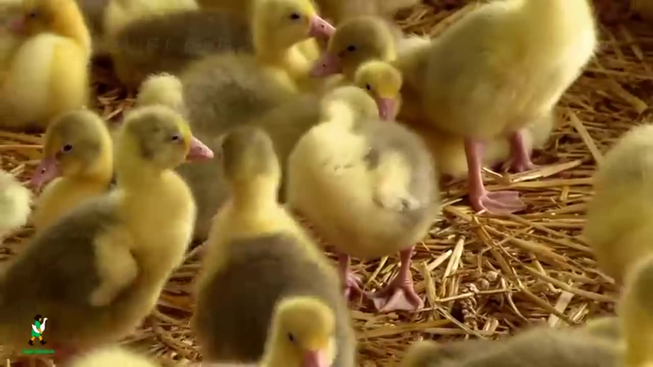 Amazing Goose Farming Technology Produces Meat and Foie Gras 🦢 - Foie Gras processing in Factory