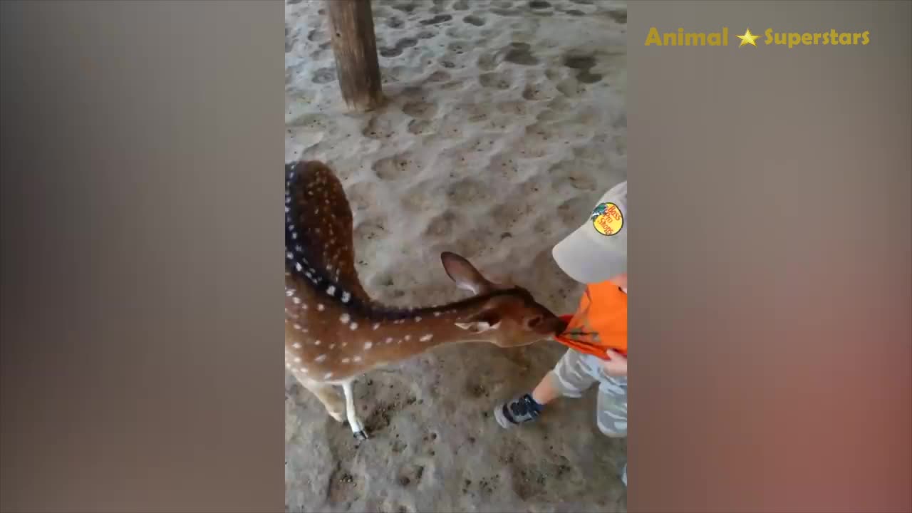 Giraffe's Goofy Greet: Little Girl's Hilarious Reaction - Get ready for a burst of Laughter!!