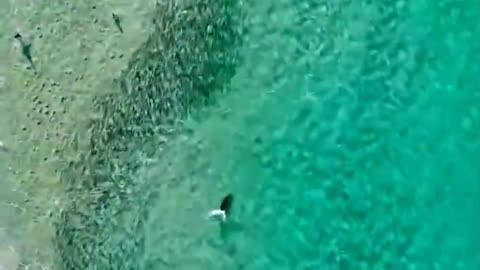 Large schools of fish