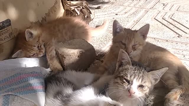7:40 NOW PLAYING WATCH LATER ADD TO QUEUE Funny Cats and Cute Kittens Playing Compilation for laugh !