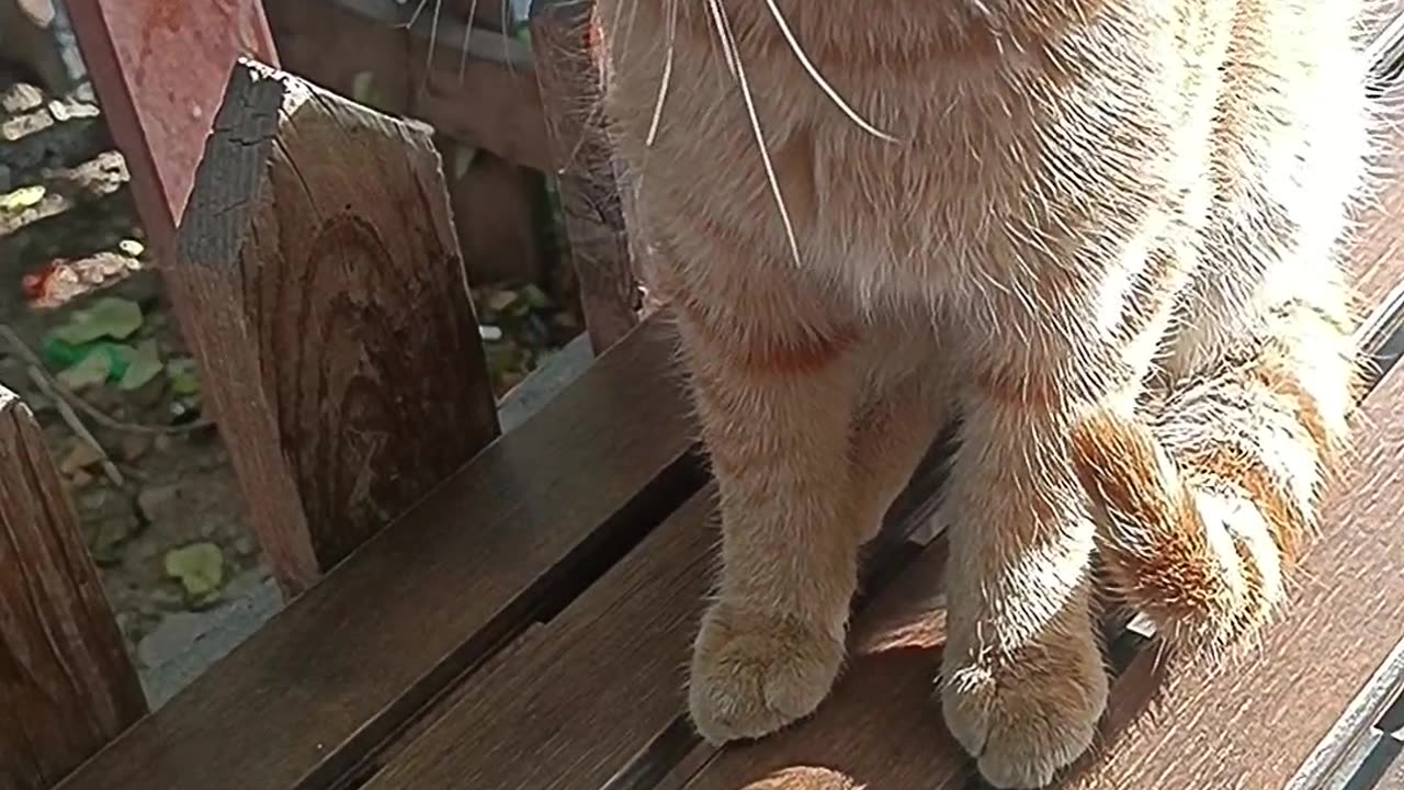 This cat has become friends with me and sits next to me every day when I go to the cafe✨🐈😍