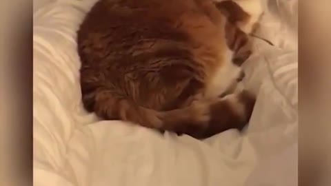 Dog Snores Like a Cartoon Dog | Kitty is not Impressed!