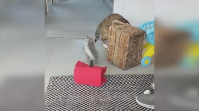 Cat scaring its own friend