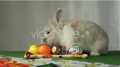 Cute Bunny in Denim