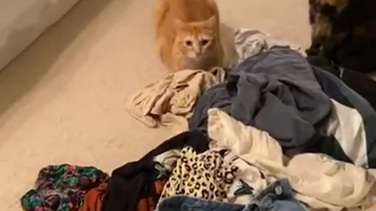 Cute and funny cat 😺 videos .