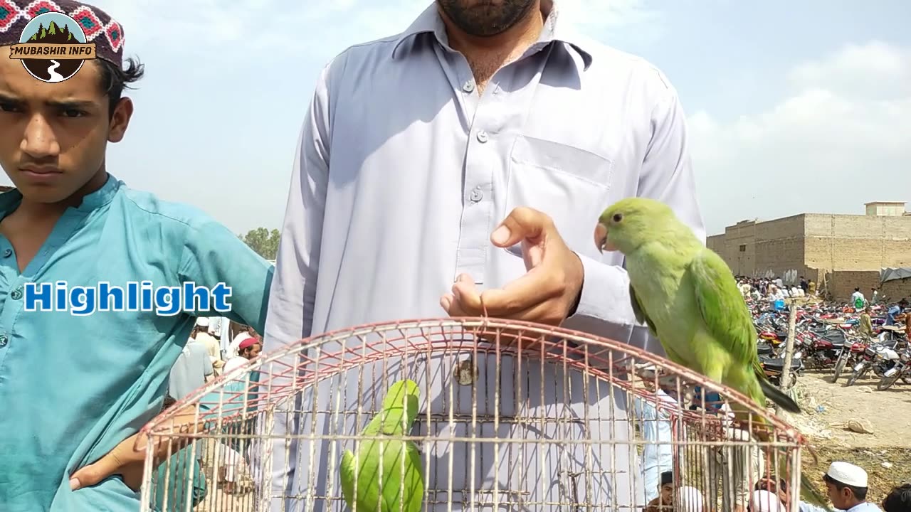 pakistan big birds market 2023 | birds mandi 2023 | teetar mandi | kala teetar