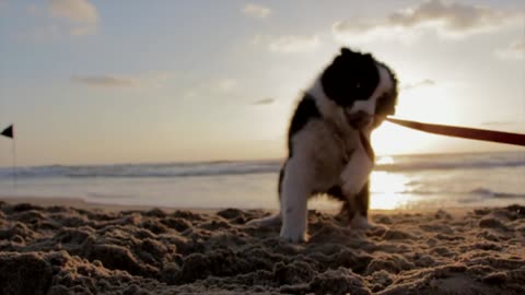 nice and funny dog on the beach