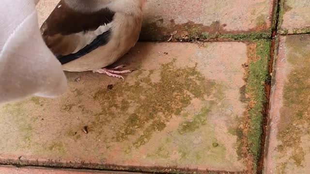 a bird that stays still even when touched