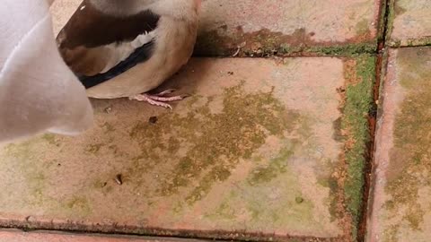 a bird that stays still even when touched