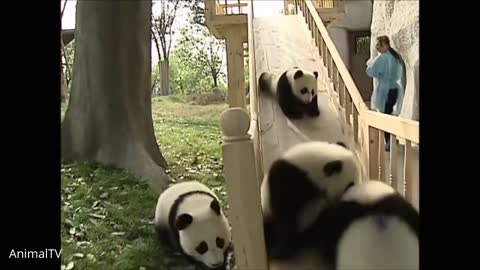 Cute baby panda compilation - hahaha....So funny!