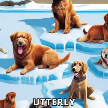 Dogs Attempting to Walk on Ice