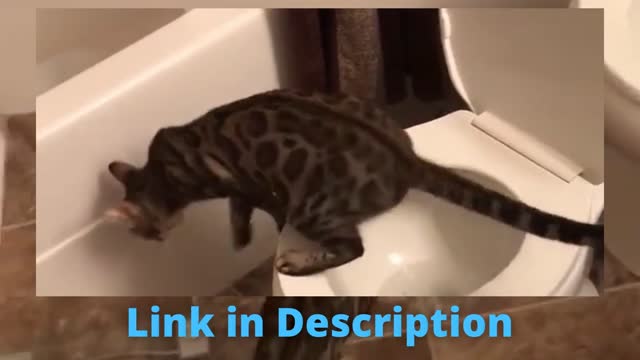 So Cute Cats ♥ Best Funny Cat Videos by 2021