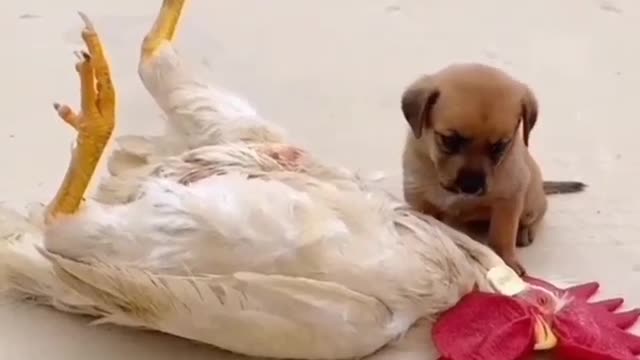 So sad!! 😭 😭 A puppy shows sympathy to a chick