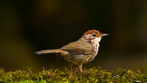 Wildlife with a natural perspective & Funs