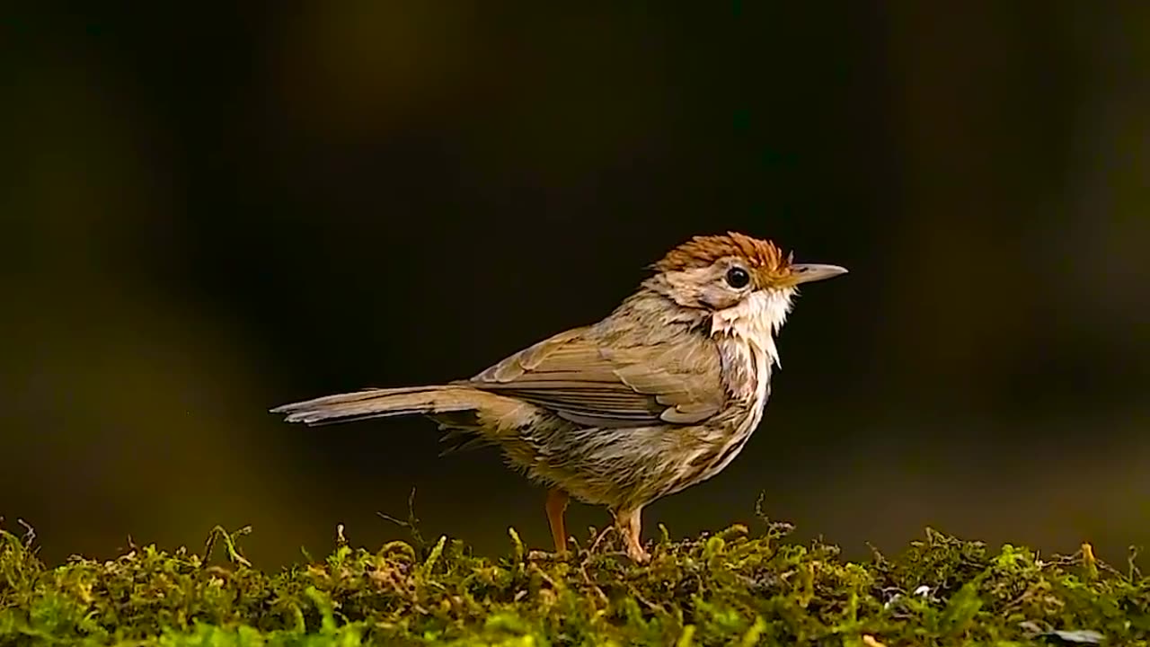 Wildlife with a natural perspective & Funs