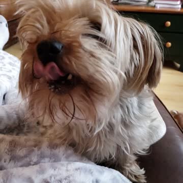 Tuffers super long tongue.