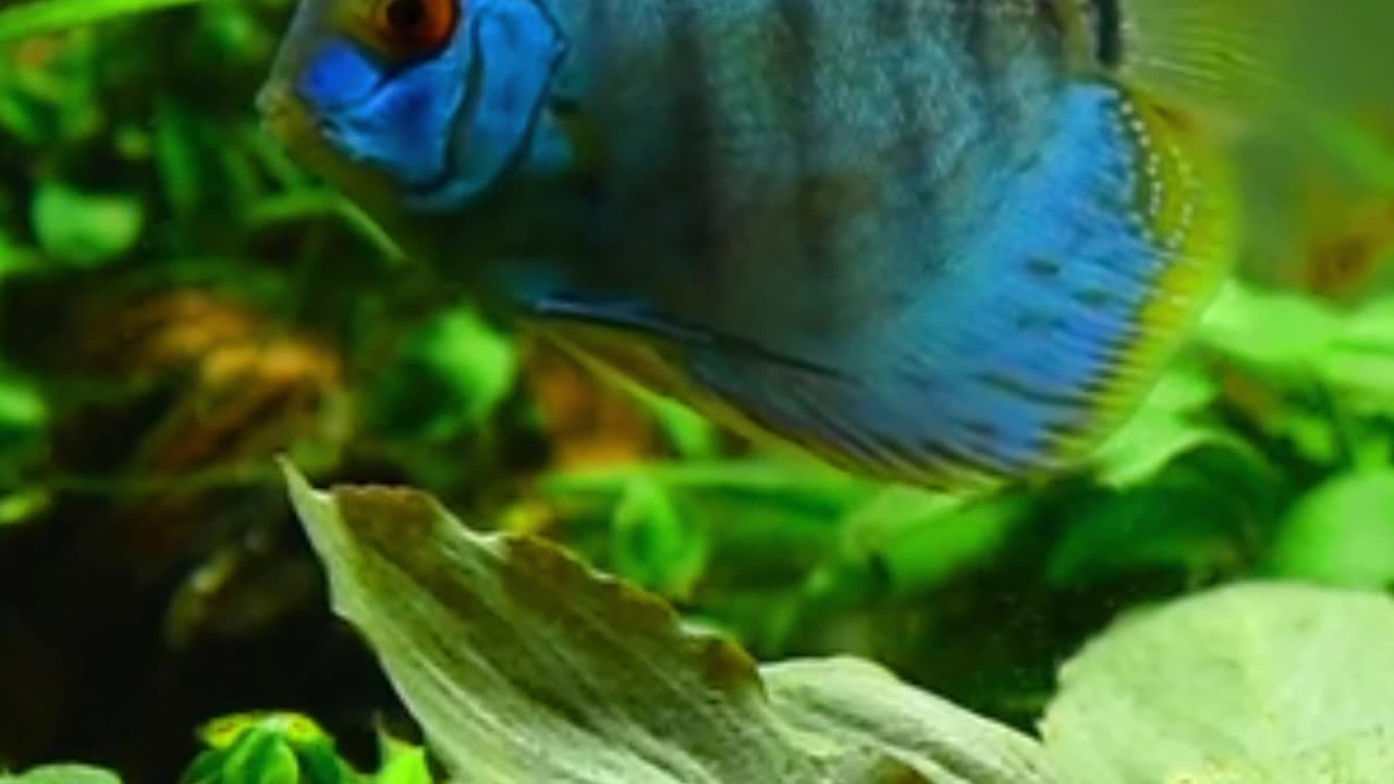 The Art of Relaxation with Nature's Finest Fish Video