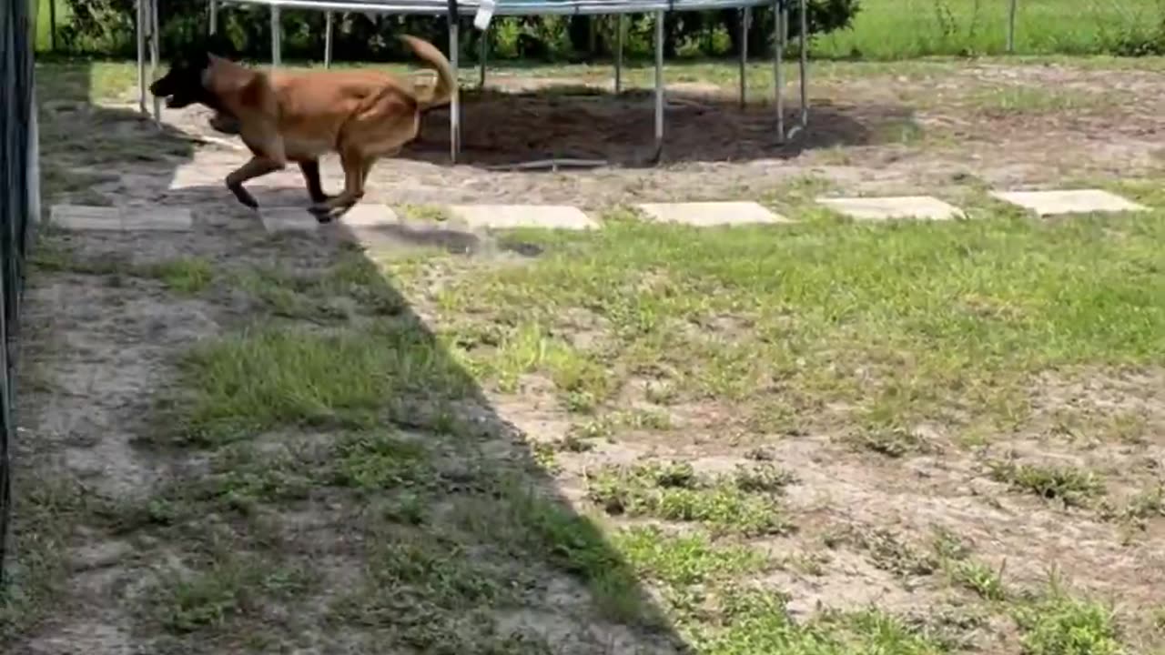 Dog Helps With Groceries #smartdog #belgianmalinois #dog