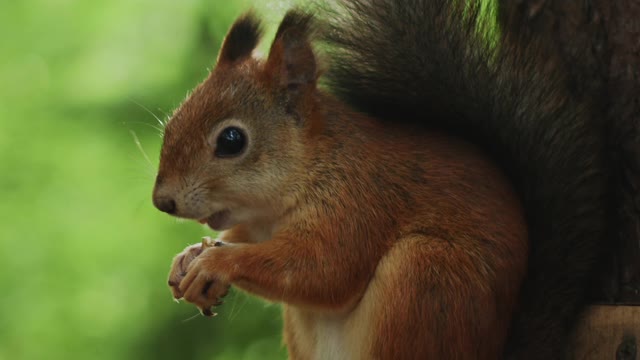 A brown-squirrel-eating ( 4k result no noise )