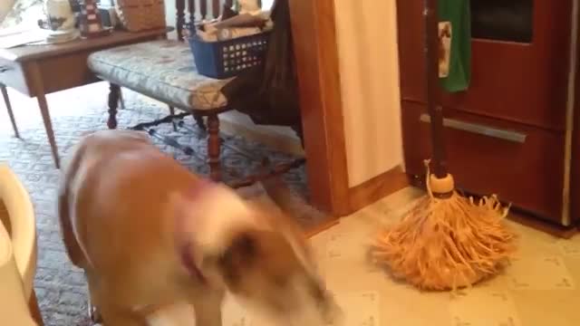 Funny dog afraid of Halloween