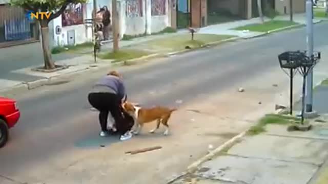 Pit Bull a atacam mulher