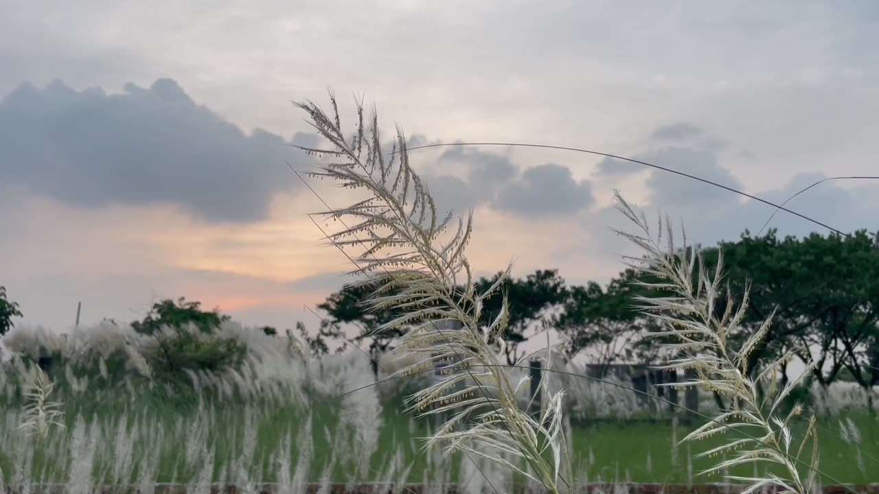 White Straw flower in the green field