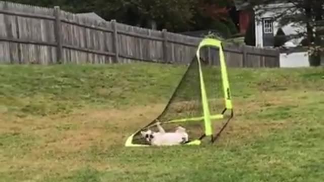 Funny dogs compilation.